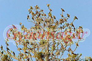 birds on tree