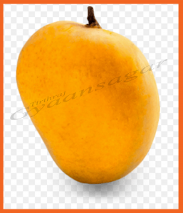 Alfanso Mango--3244